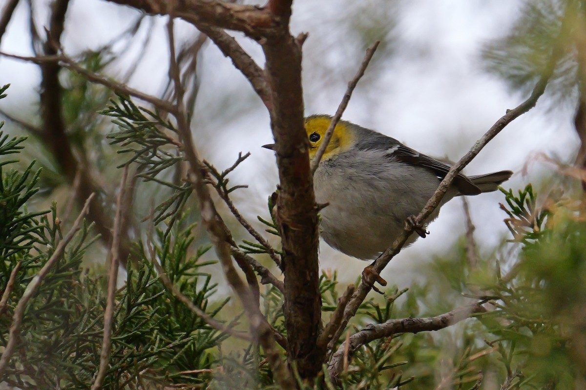 Hermit Warbler - ML614761557