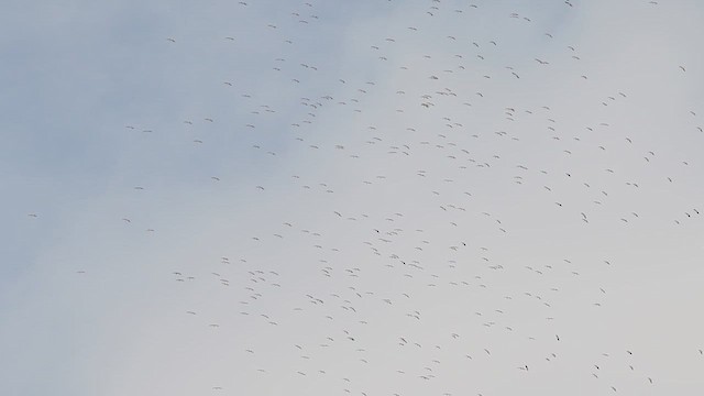 White Stork - ML614761656