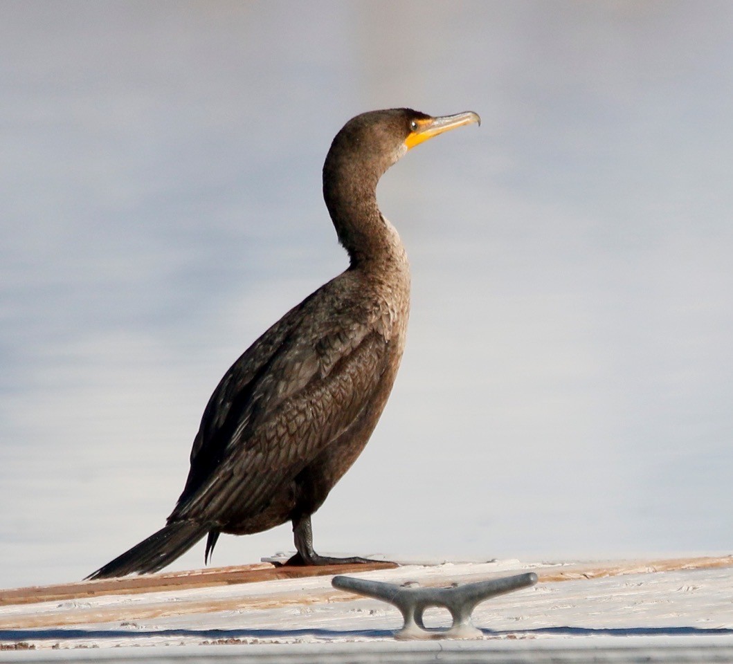 Double-crested Cormorant - ML614761706