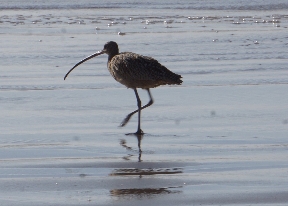 Long-billed Curlew - ML614761731