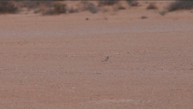 Greater Hoopoe-Lark - ML614761754