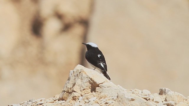 Hooded Wheatear - ML614761810