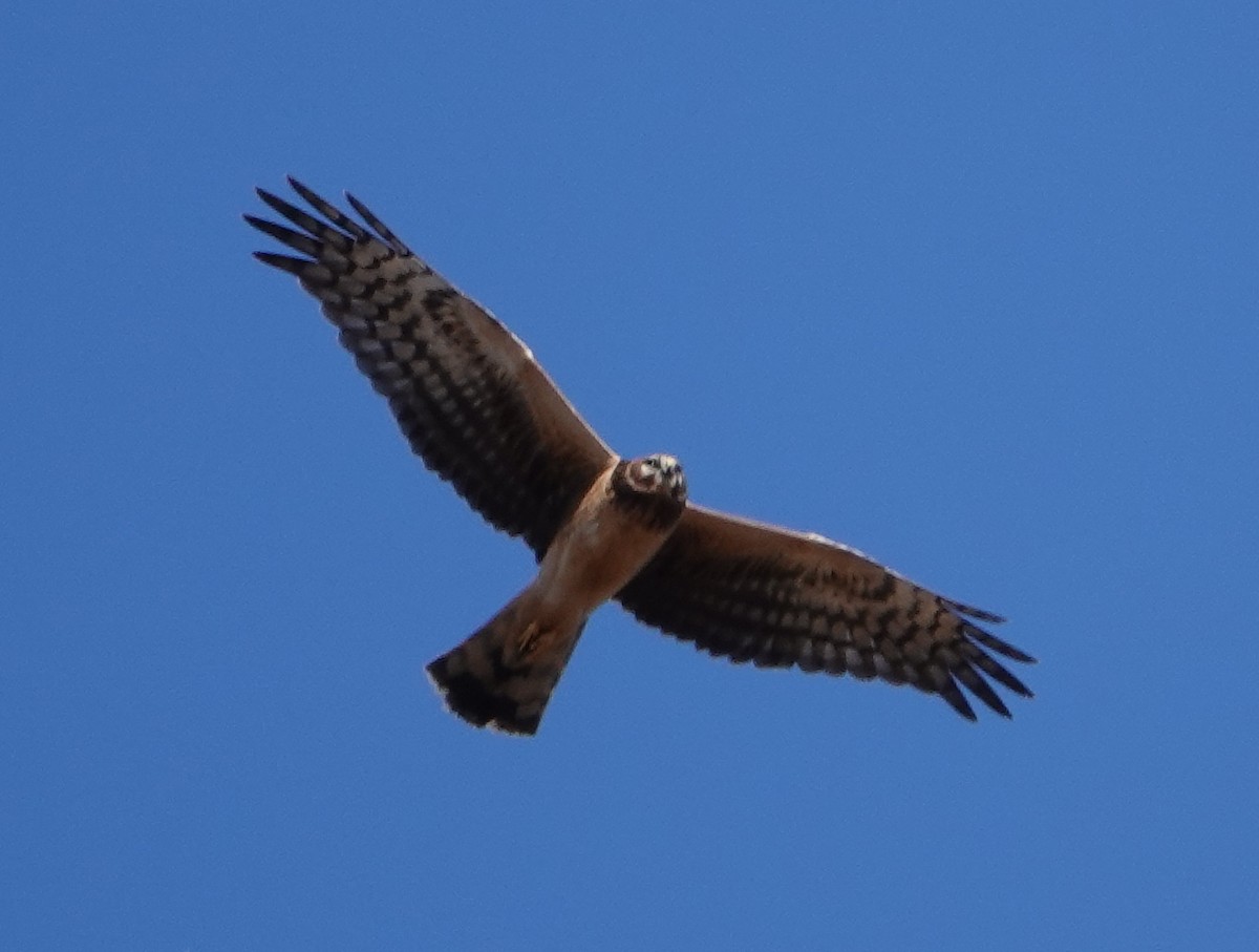 Northern Harrier - ML614761813