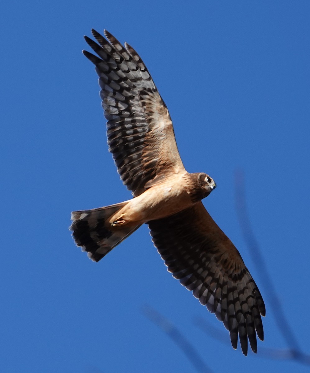 Northern Harrier - ML614761814