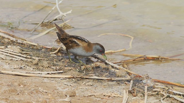 Little Crake - ML614761889