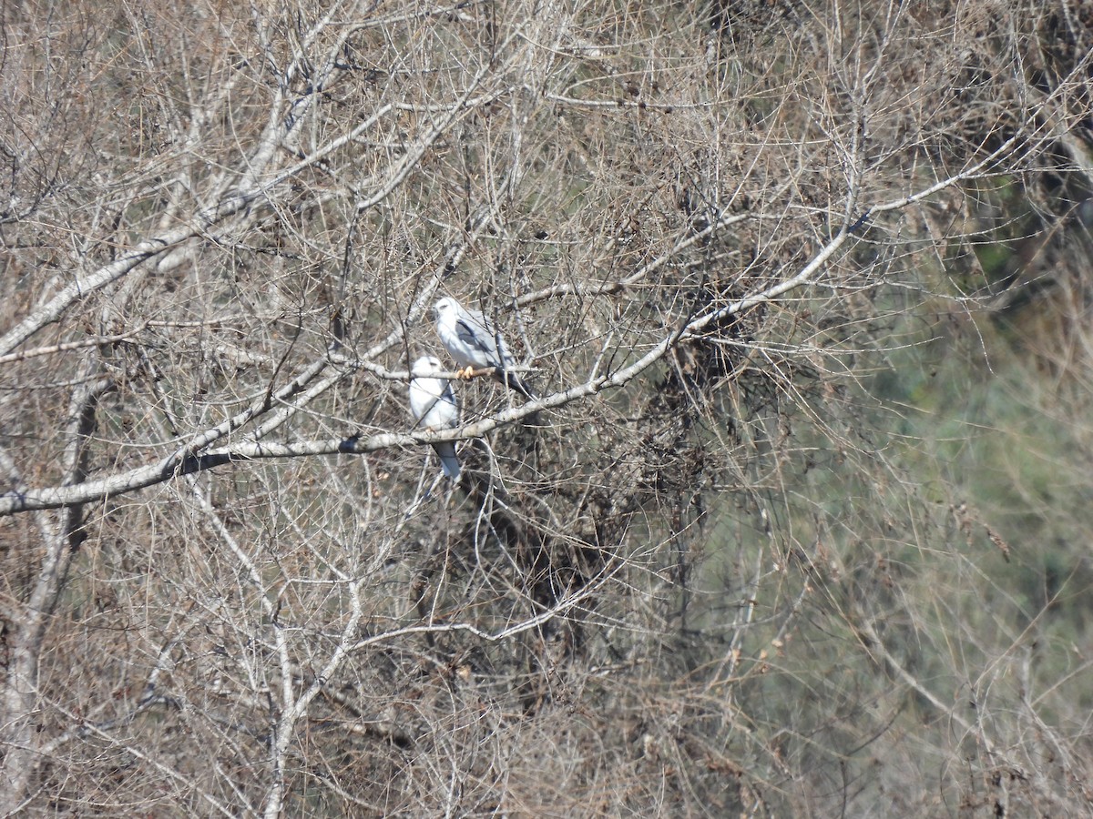 White-tailed Kite - ML614761901