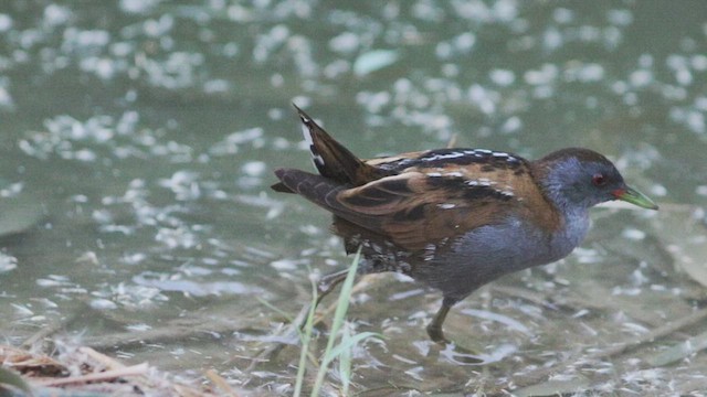 Little Crake - ML614761941