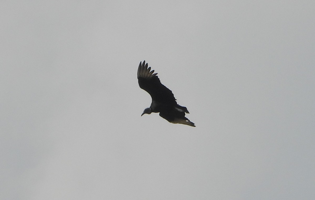 Black Vulture - ML614761969