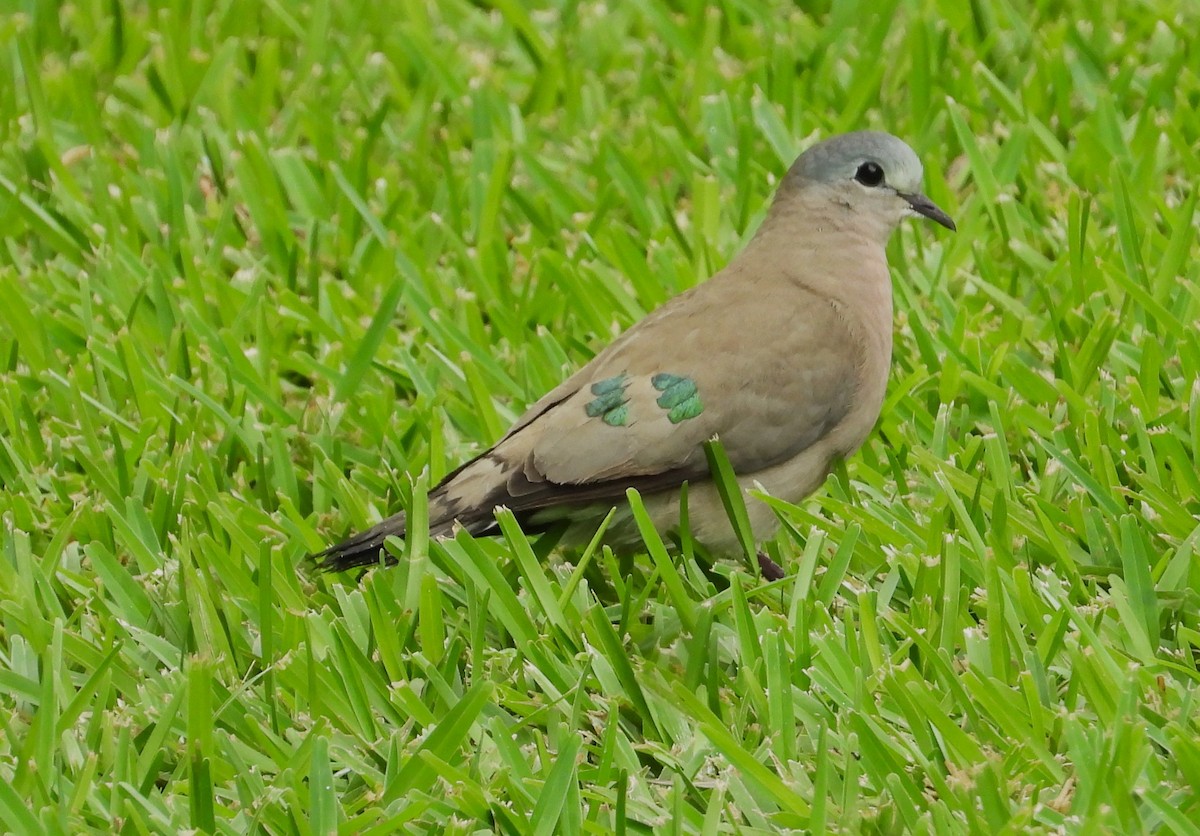 Emerald-spotted Wood-Dove - ML614761986