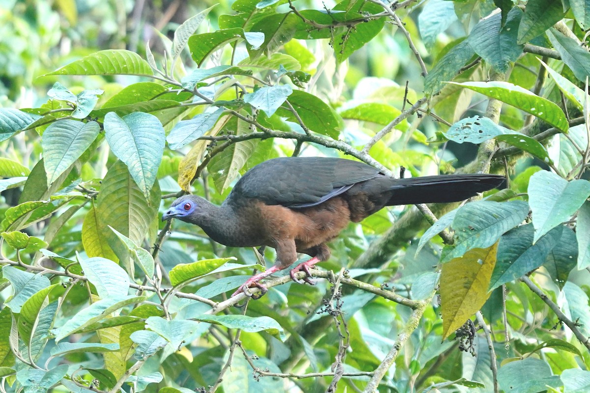 Sickle-winged Guan - ML614762017