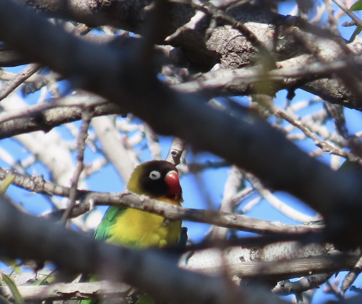 Yellow-collared Lovebird - ML614762042