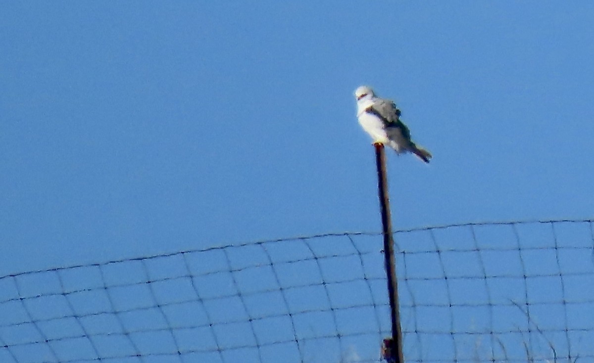 White-tailed Kite - Lois Goldfrank