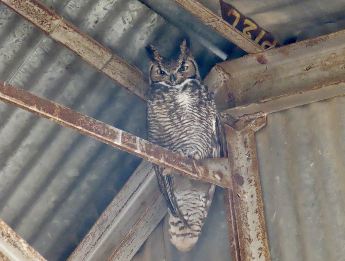 Great Horned Owl - ML614762114
