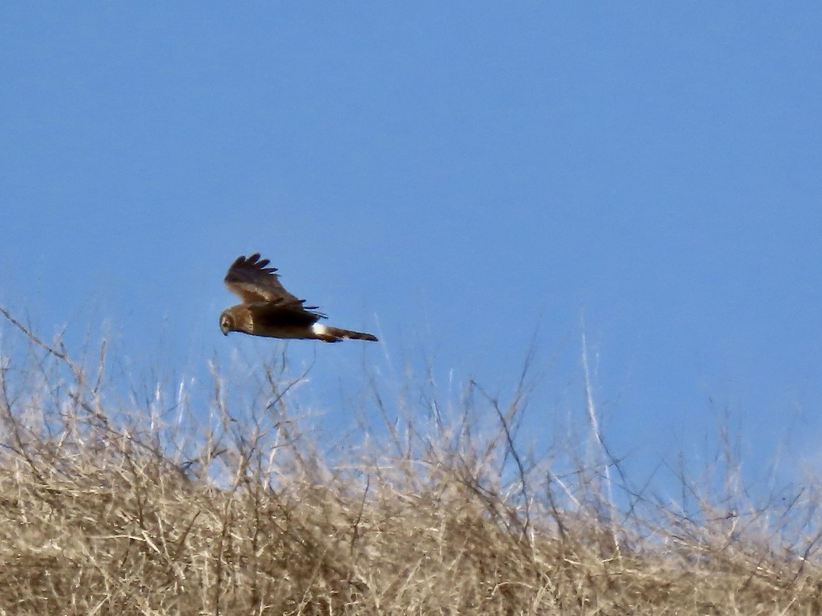 Northern Harrier - Lois Goldfrank