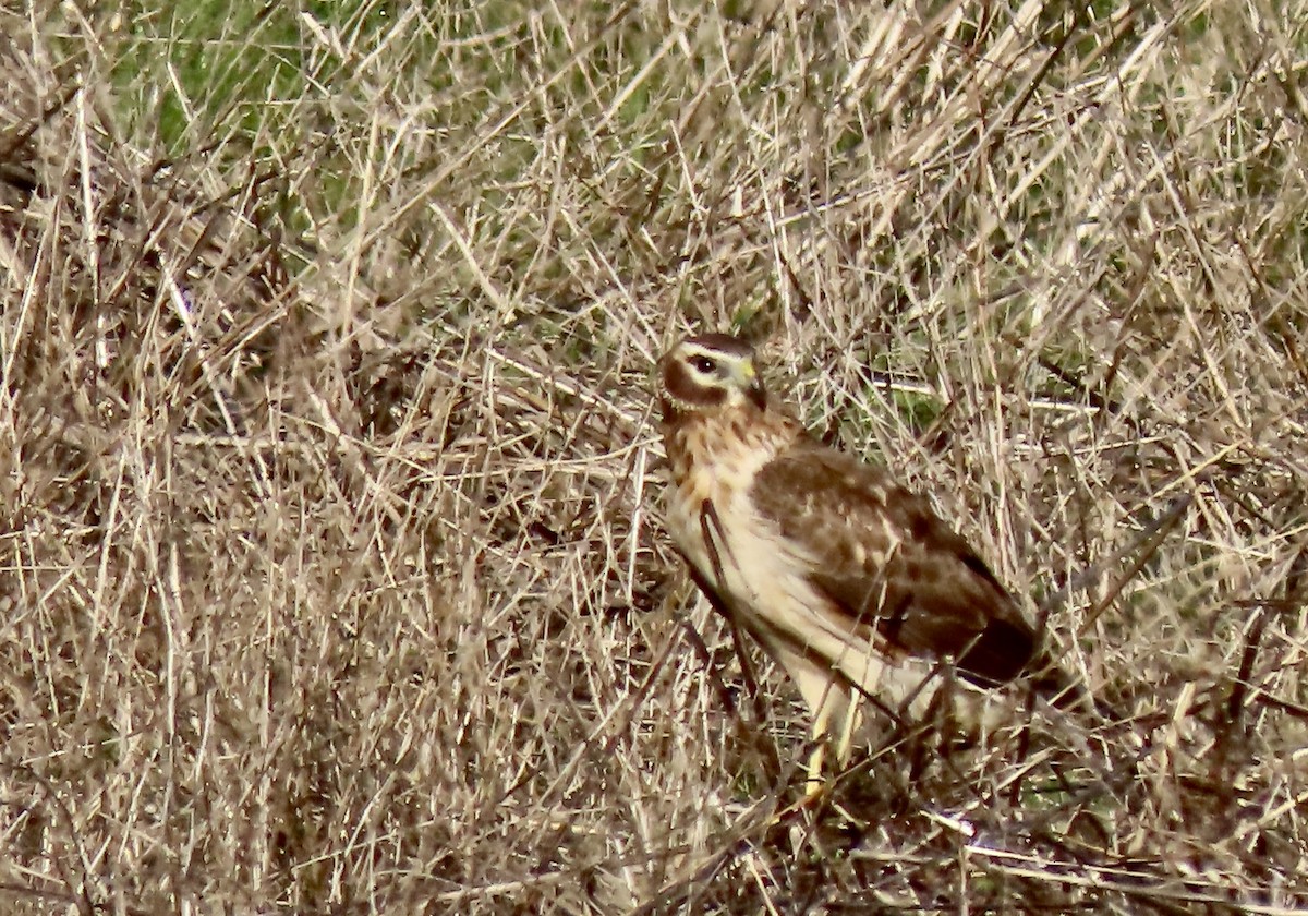 Northern Harrier - Lois Goldfrank