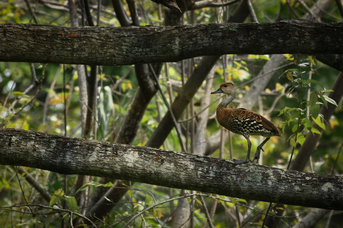 West Indian Whistling-Duck - ML614762155