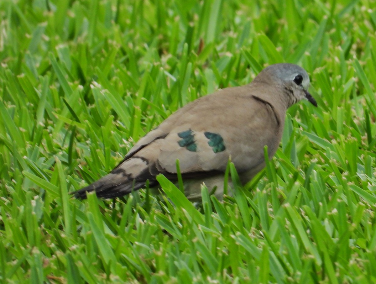 Emerald-spotted Wood-Dove - ML614762191