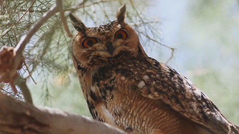 Pharaoh Eagle-Owl - Bubo ascalaphus - メディア検索 - Macaulay