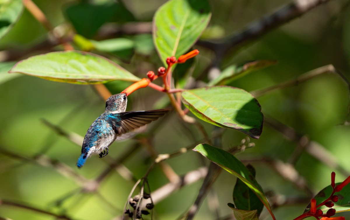 Bee Hummingbird - ML614762196