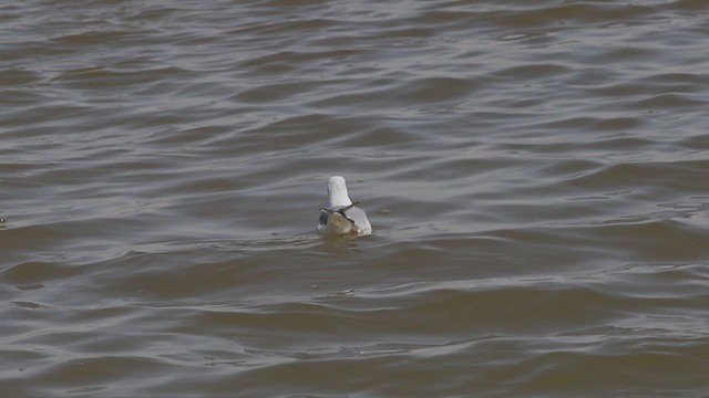 Slender-billed Gull - ML614762229