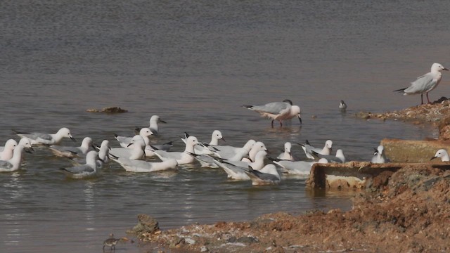 Slender-billed Gull - ML614762230