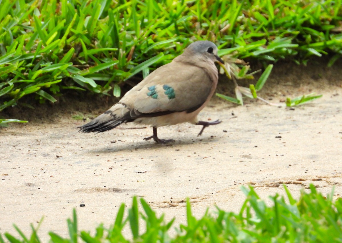 Emerald-spotted Wood-Dove - ML614762250