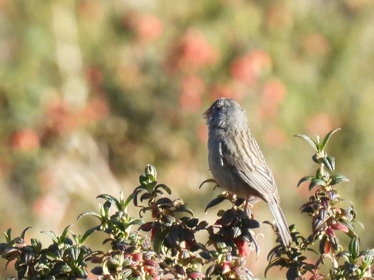 Plain-colored Seedeater - ML614762276
