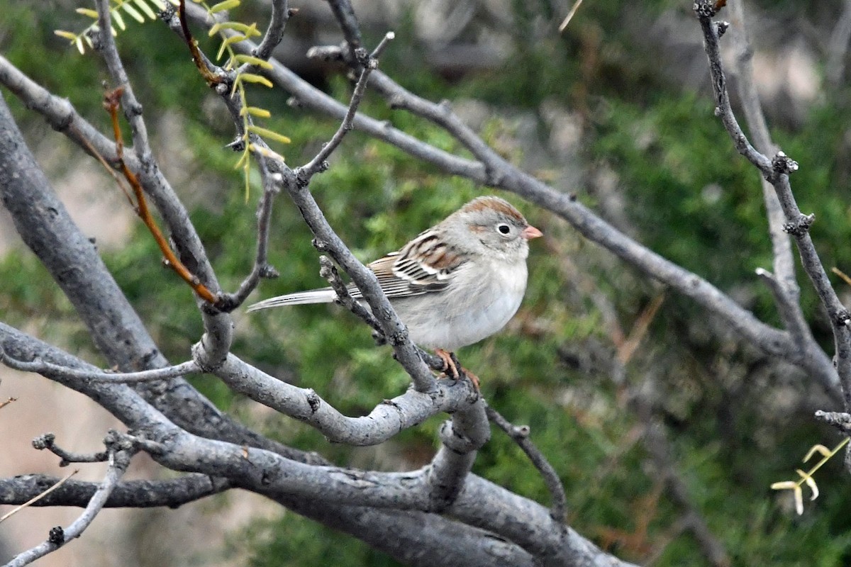 Field Sparrow - ML614762415