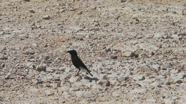 White-crowned Wheatear - ML614762476