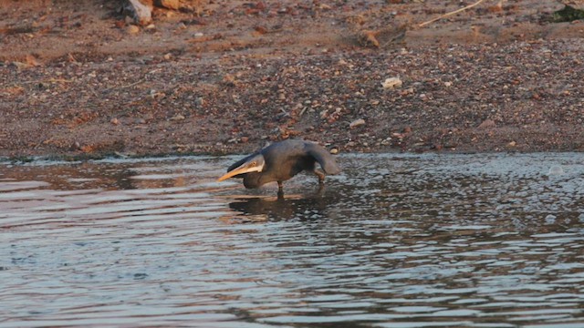 Western Reef-Heron - ML614762513