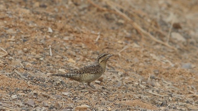 Eurasian Wryneck - ML614762528