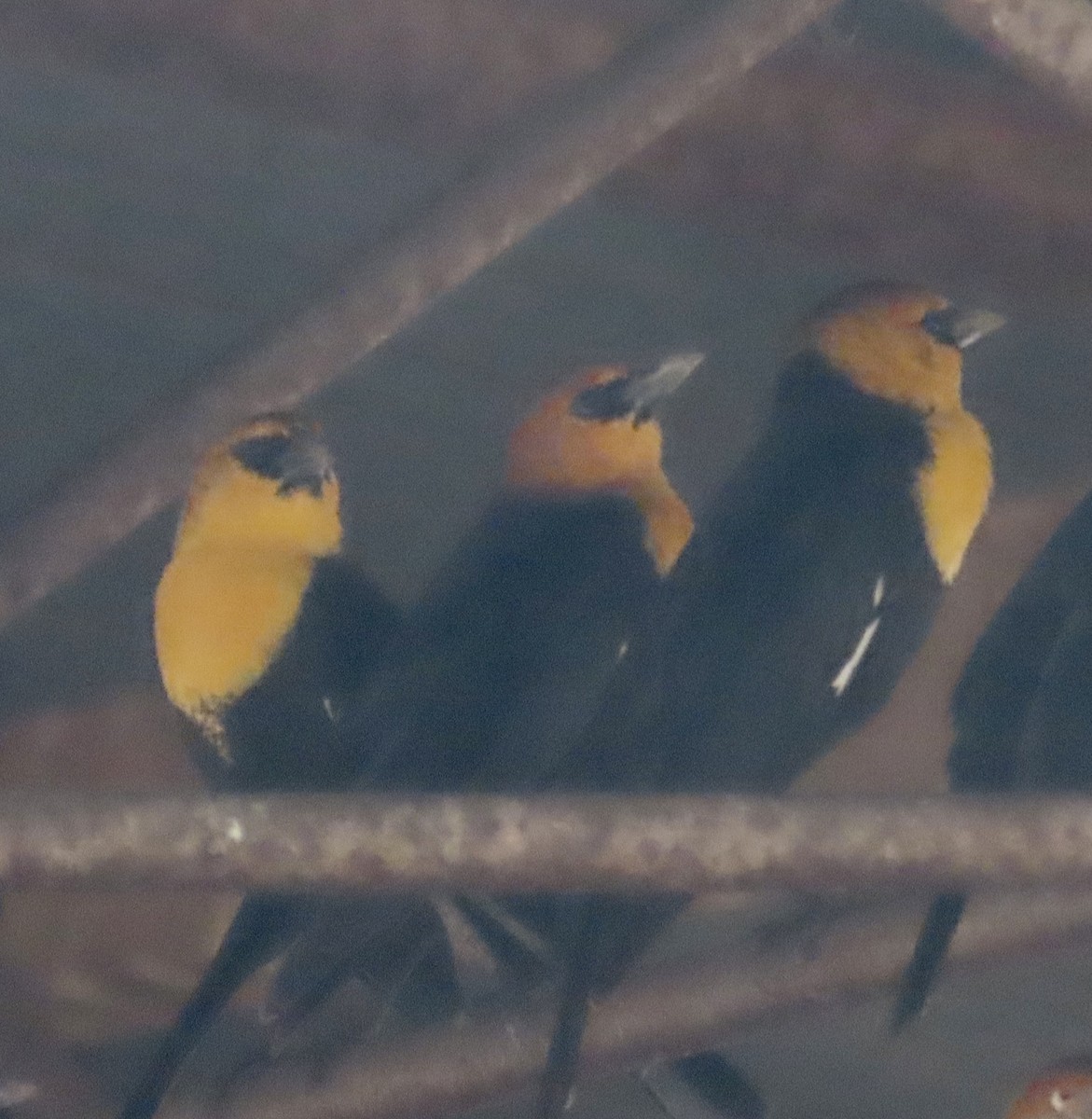 Yellow-headed Blackbird - ML614762586