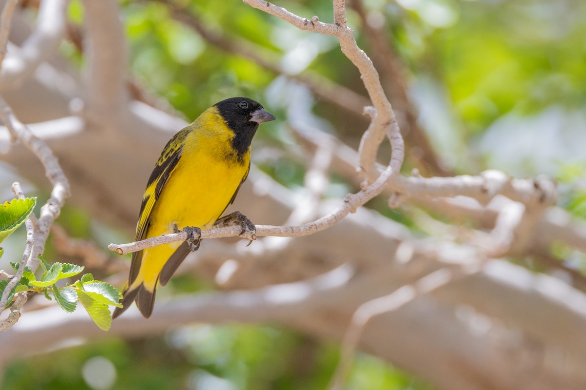 Thick-billed Siskin - ML614762590