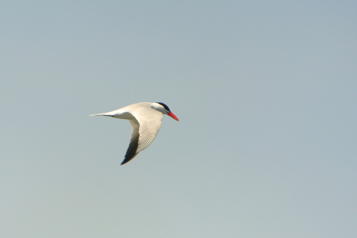 Caspian Tern - Rob Fowler