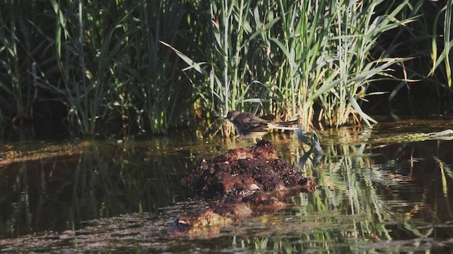 Жёлтая трясогузка - ML614762615