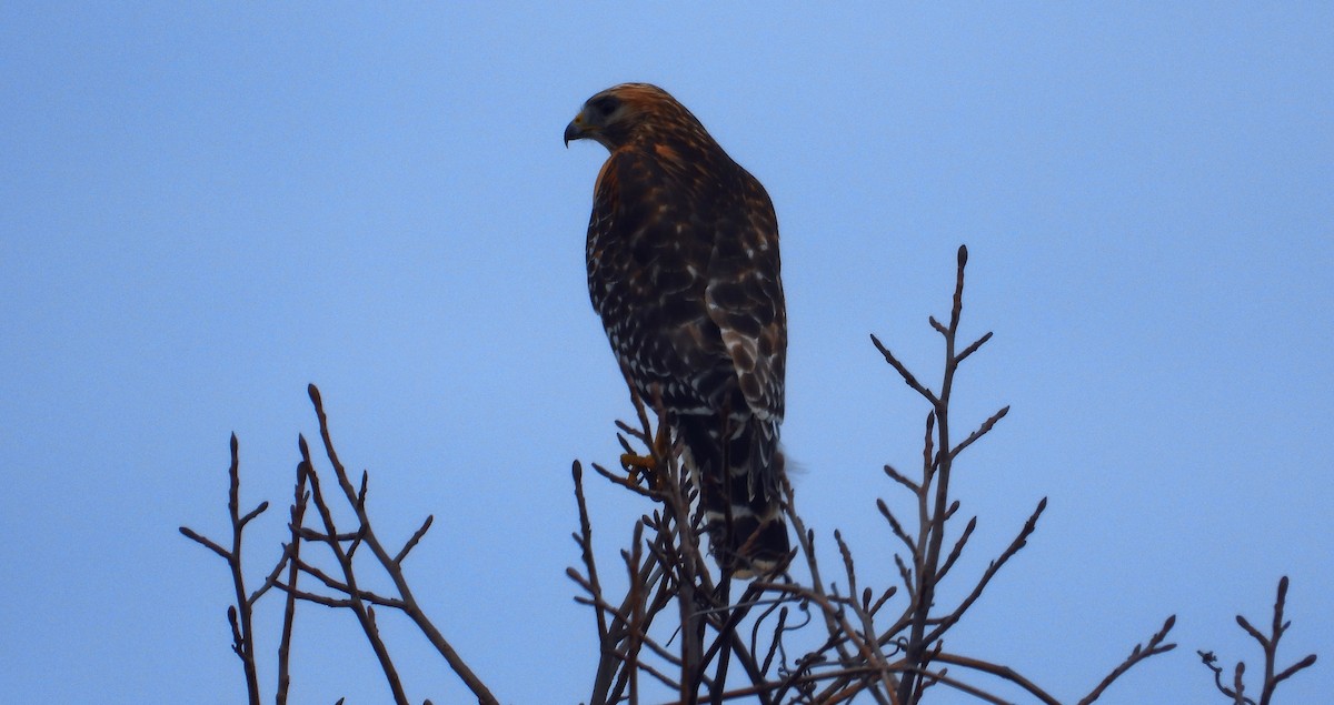 Red-shouldered Hawk - ML614762636