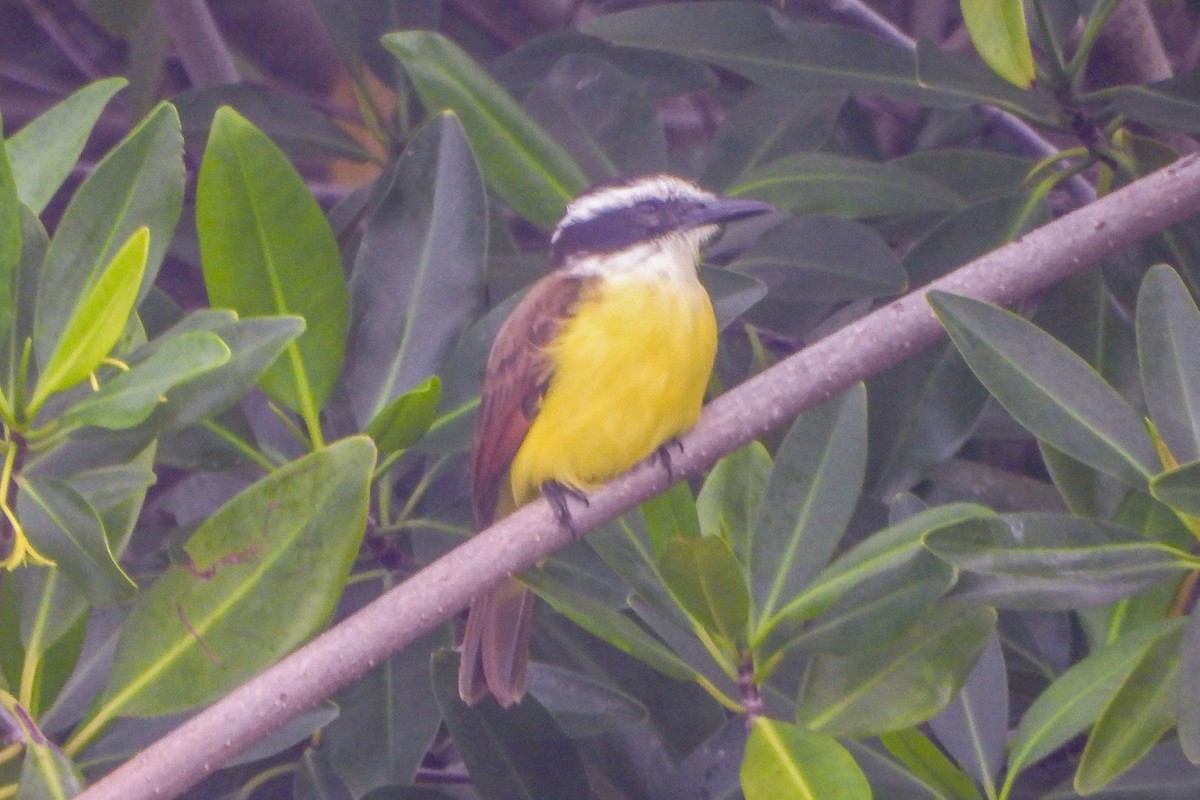 Boat-billed Flycatcher - Jean Needham