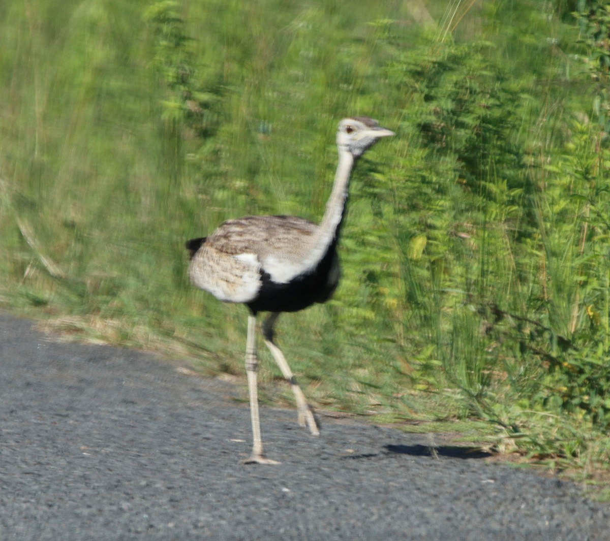 Black-bellied Bustard - ML614762682