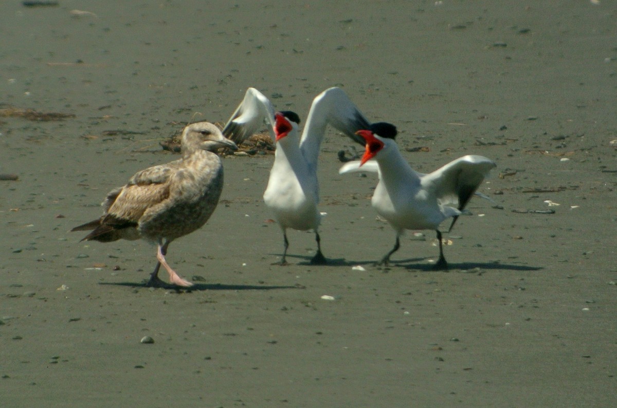 Caspian Tern - ML61476271