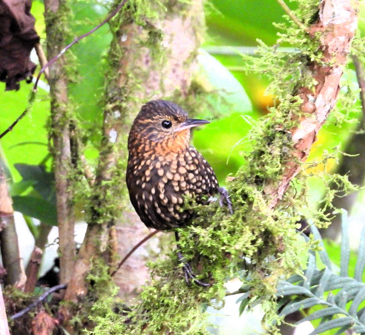 Spotted Barbtail - Albeiro Erazo Farfán