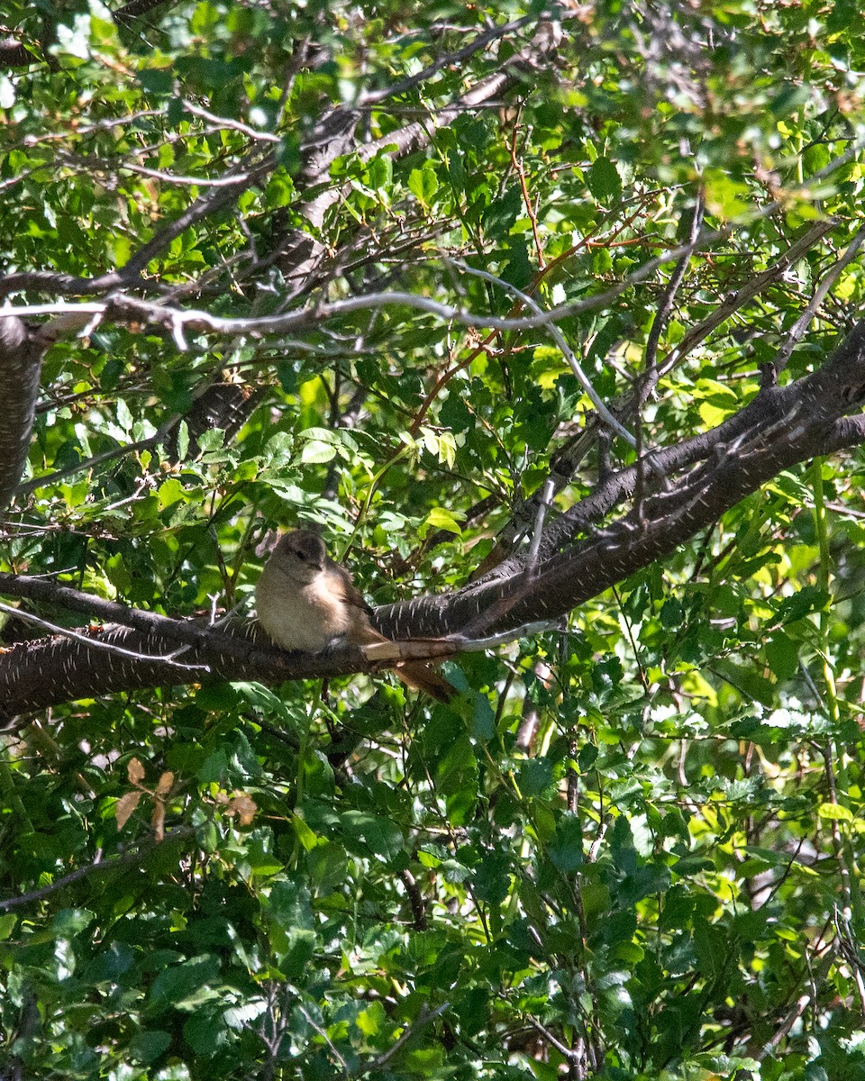 Sharp-billed Canastero - ML614762778