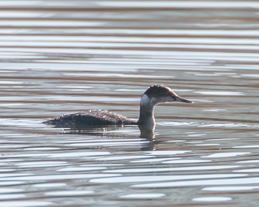 Eared Grebe - ML614762817