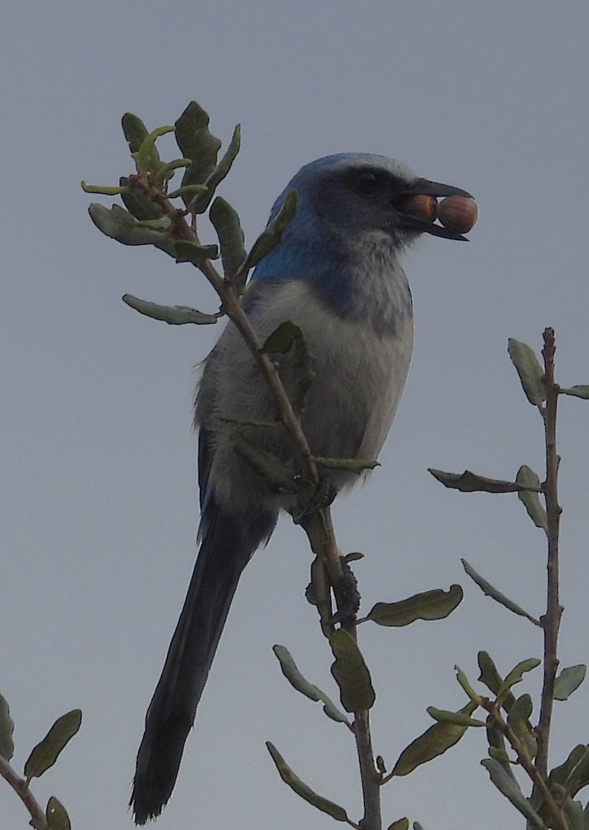 Florida Scrub-Jay - John  Paalvast