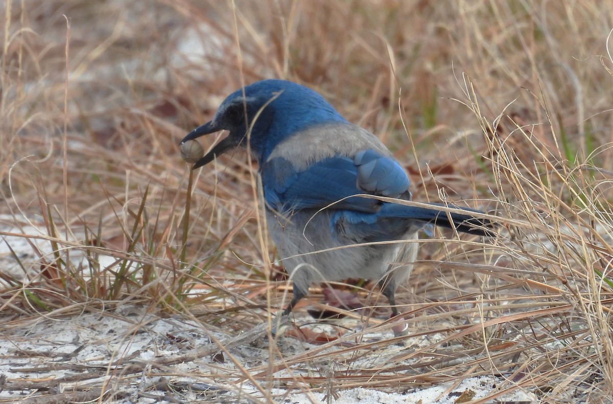 Florida Scrub-Jay - ML614762883