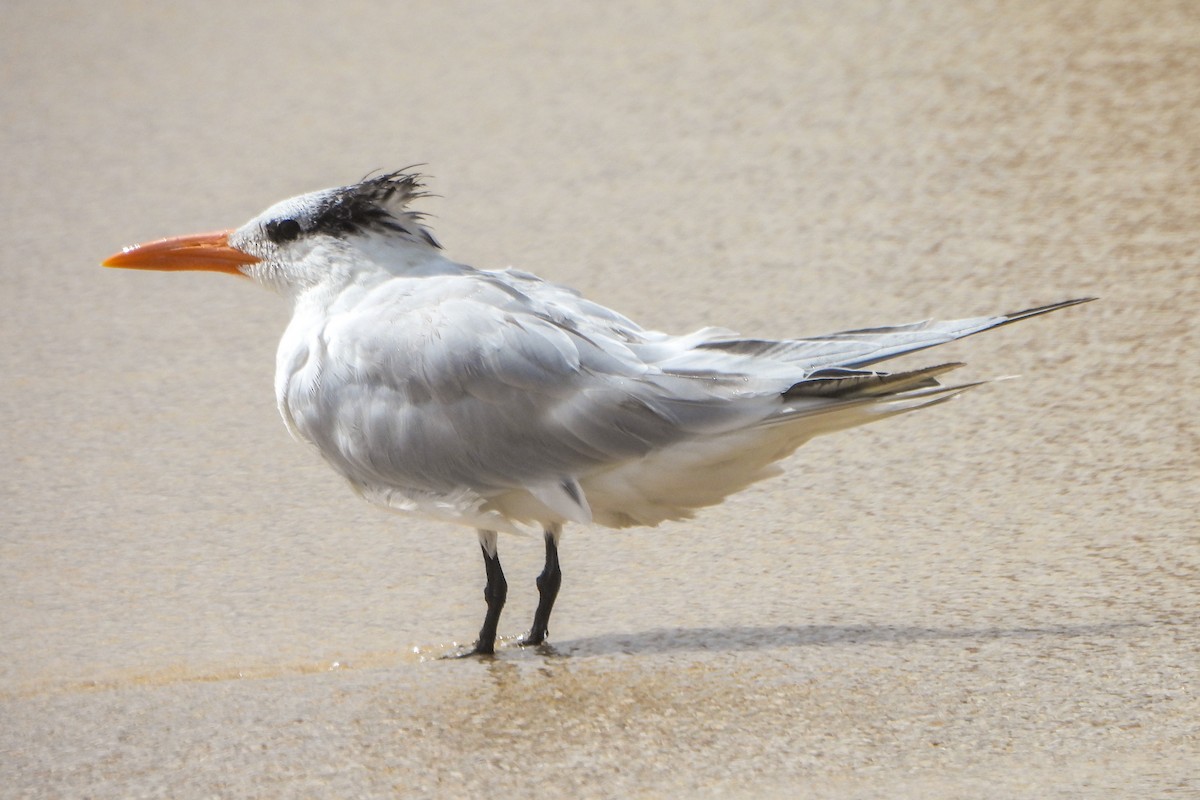 Royal Tern - ML614762944