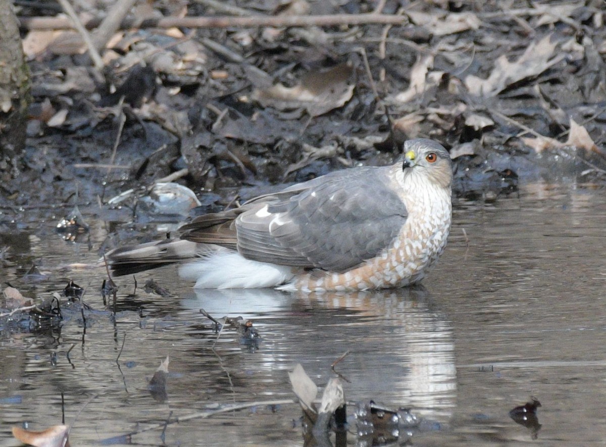 Sharp-shinned Hawk - Richard Payne