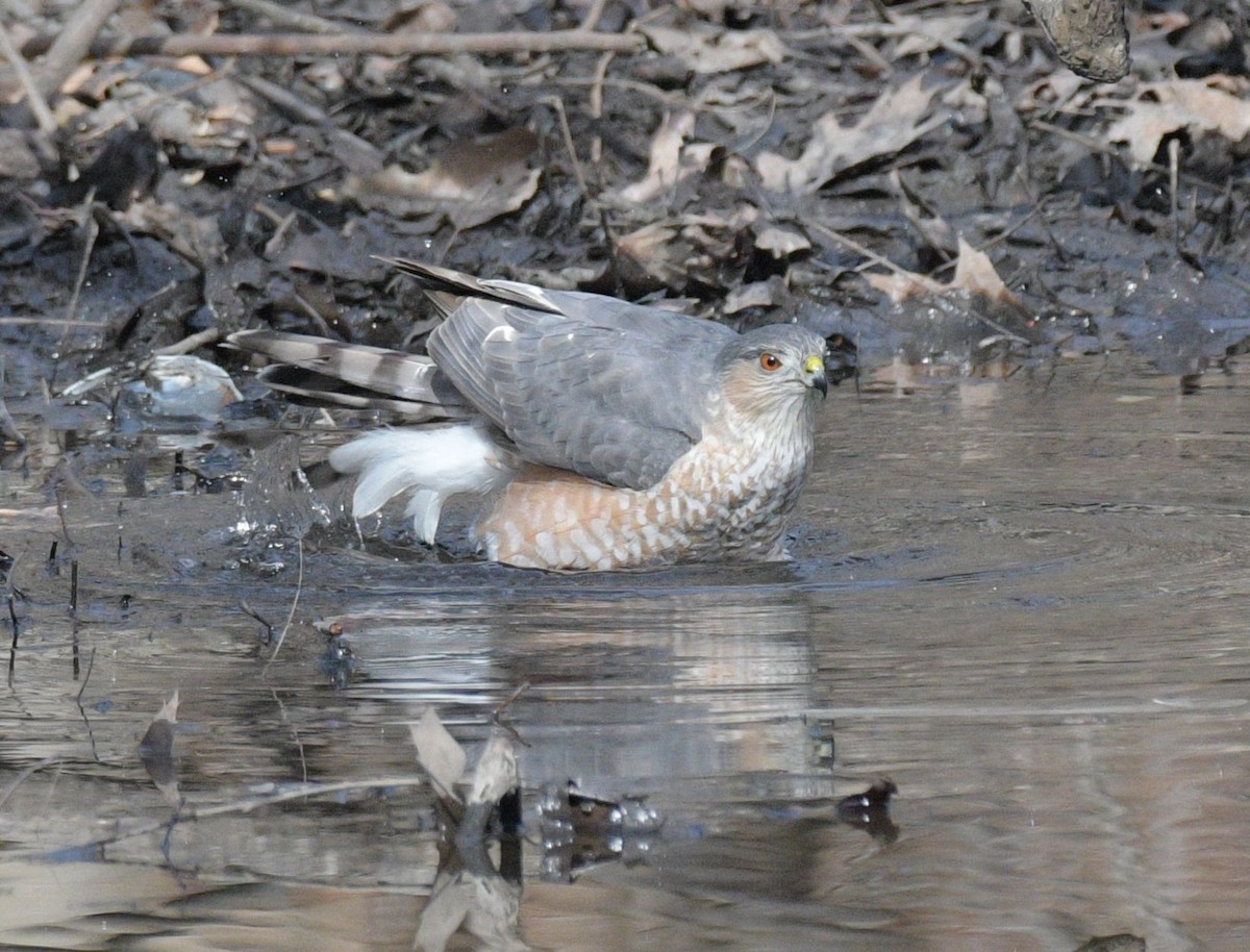 Sharp-shinned Hawk - Richard Payne