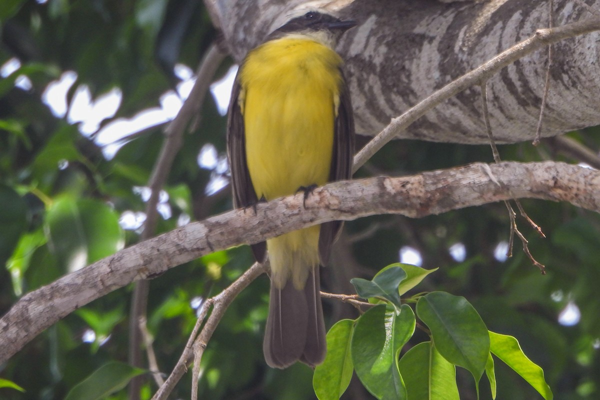 Social Flycatcher - Jean Needham