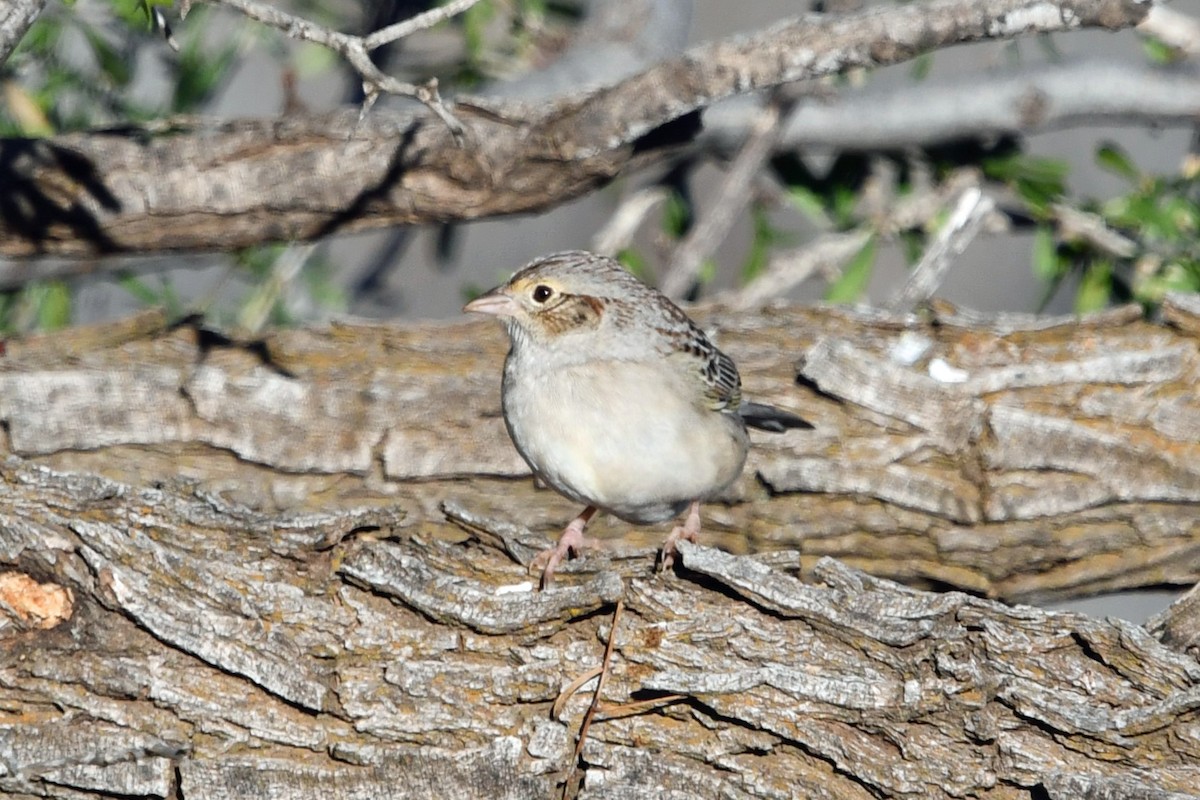 Cassin's Sparrow - ML614763030