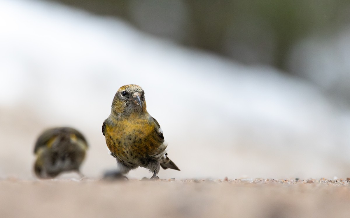 White-winged Crossbill - ML614763062